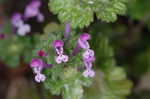 Henbit